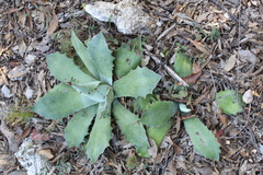 Agave seemanniana