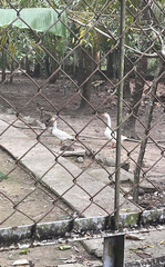 Anser anser domesticus