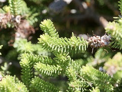 Melaleuca viminea