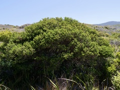 Melaleuca viminea