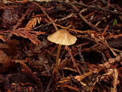 Mycena aurantiomarginata