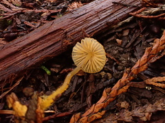 Mycena aurantiomarginata