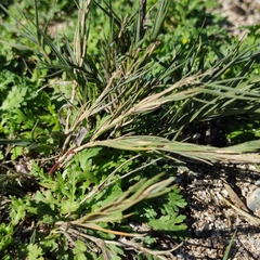 Phragmites frutescens