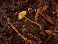 Mycena aurantiomarginata