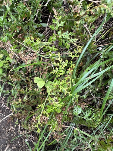 Onychium japonicum iNat (3)