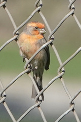 Haemorhous mexicanus
