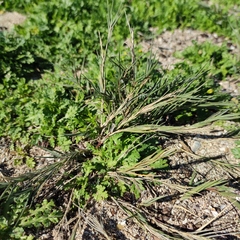 Phragmites frutescens
