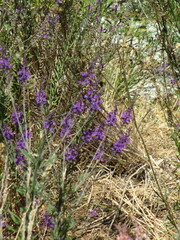 Linaria purpurea
