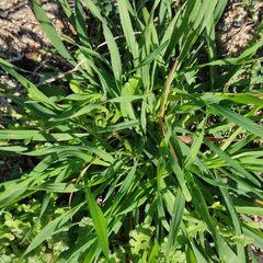 Setaria viridis