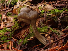 Helvella vespertina