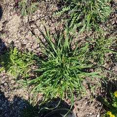 Setaria viridis