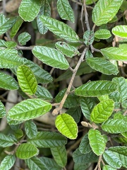 Pomaderris paniculosa