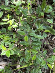 Pomaderris paniculosa