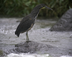 Tigrisoma fasciatum
