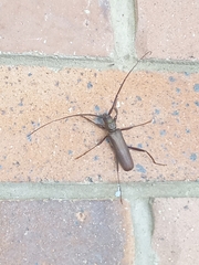 Xystrocera virescens