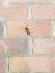 Xystrocera virescens