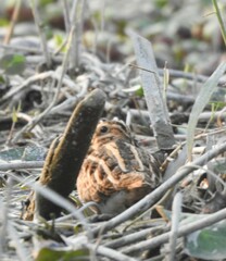 Gallinago gallinago