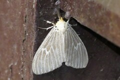 Neochera dominia