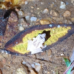 Pseudophilautus popularis