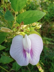 Centrosema pubescens