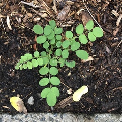 Robinia pseudoacacia
