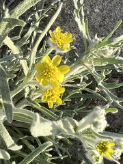 Baileya pauciradiata