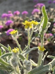 Baileya pauciradiata