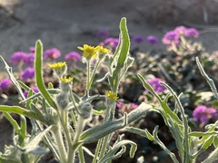 Baileya pauciradiata