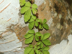Tetrastigma obtectum