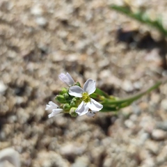 Cakile maritima