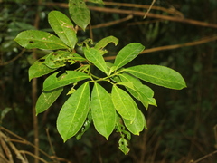 Turpinia ternata