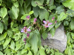 Tricyrtis lasiocarpa