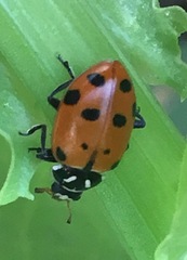 Hippodamia convergens