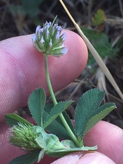 Trifolium ciliolatum