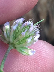 Trifolium ciliolatum