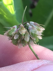 Trifolium ciliolatum
