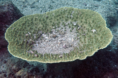 Acropora