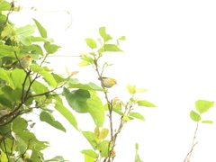 Zosterops simplex simplex