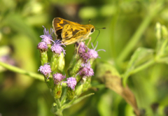 Hylephila phyleus