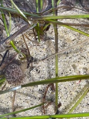 Mollusca