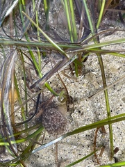 Mollusca