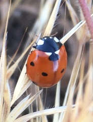 Coccinella septempunctata
