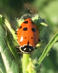 Hippodamia convergens