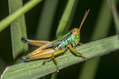 Caryanda spuria