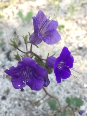 Phacelia minor
