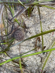 Mollusca