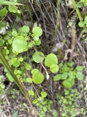 Helichrysum lanceolatum