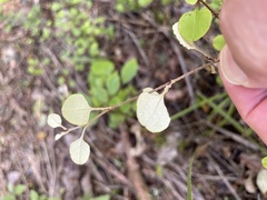Helichrysum lanceolatum