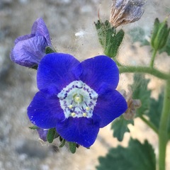 Phacelia viscida viscida