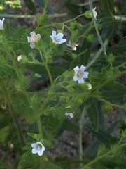 Eucrypta chrysanthemifolia